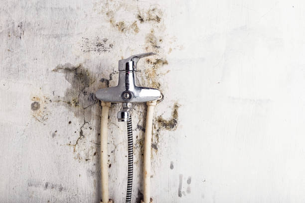 Best Mold Damage Repair  in Windber, PA
