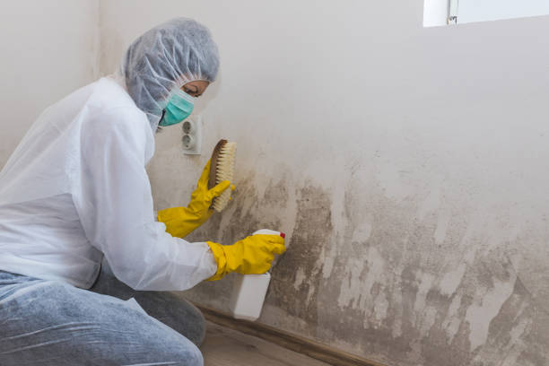 Best Certified Mold Removal  in Windber, PA