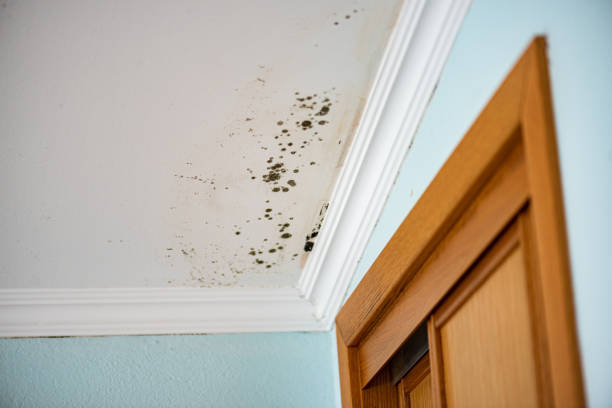 Best Commercial Mold Removal  in Windber, PA