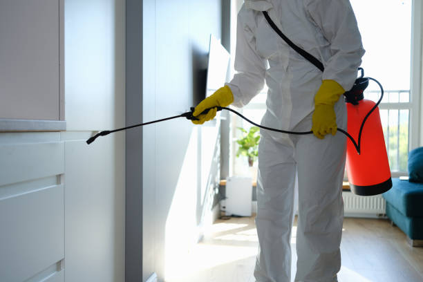 Best Home Mold Removal  in Windber, PA