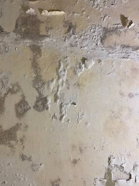 Best Mold Removal Process  in Windber, PA