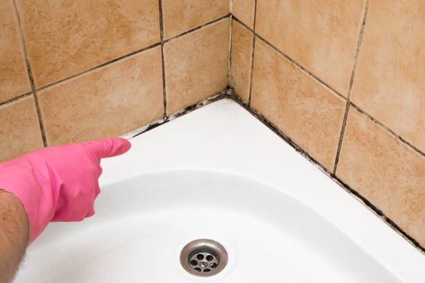 Best Mold Testing  in Windber, PA